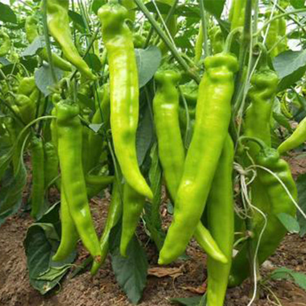 Crispy Spicy 'Lamb Horn' Pepper Seeds