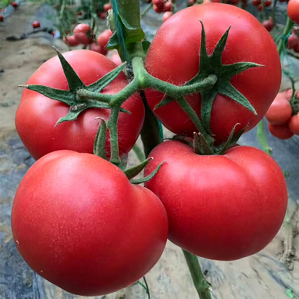 'Fluffy Pink 802' Tomato