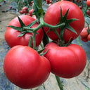 'Fluffy Pink 802' Tomato