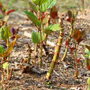 Reynoutria japonica Seeds