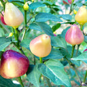 Vibrant Guangxi Rainbow Pickled Pepper Seeds