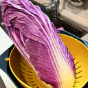 Jingyan Red Napa Cabbage Seeds