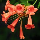 Chinese Trumpet Vine Seeds - Campsis grandiflora