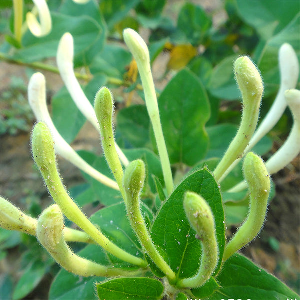 honeysuckle flower seeds Chinese Honeysuckle Seeds – SeedChoiceX