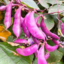 Fresh Purple-Red Hyacinth Bean