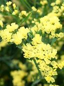 Sea Lavender, Yellow