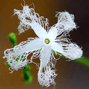 Snake Gourd (Trichosanthes cucumerina) Seeds