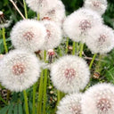 Yellow Dandelion Seeds