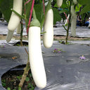 White Long Eggplant Seeds