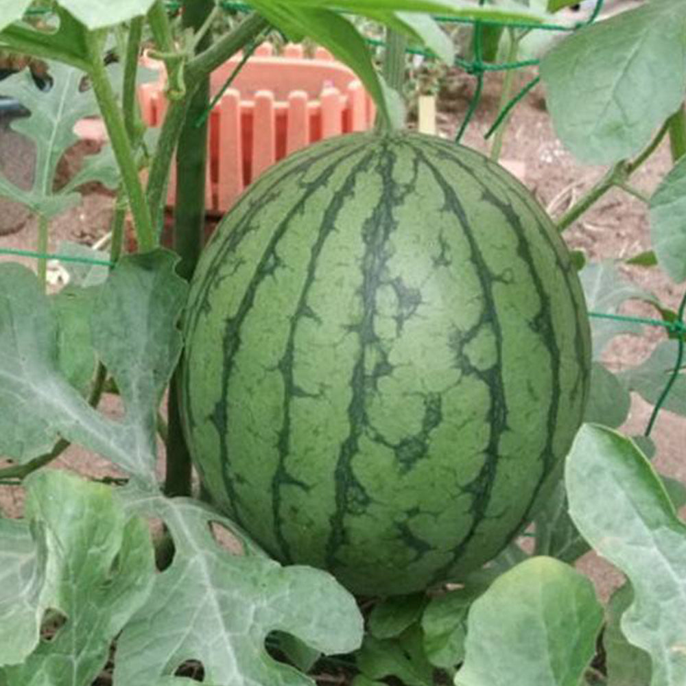 'Xiaoyu Peeling' Series Watermelon Seeds