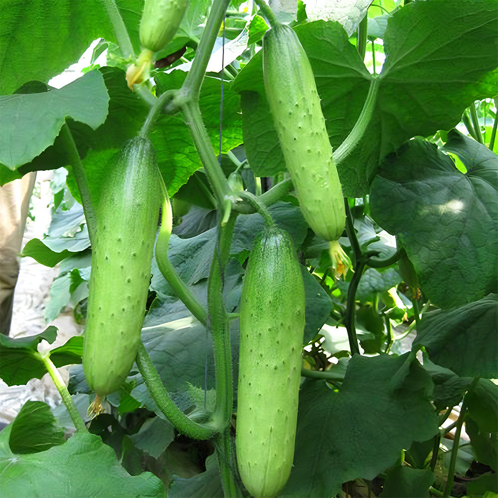 Hanging Green Cucumber Seeds