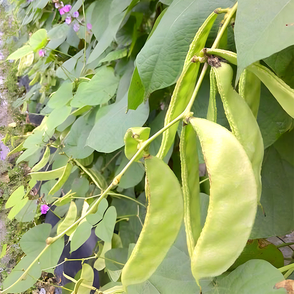 Refreshing Green Hyacinth Bean Seeds