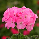 Geranium Seeds - Landscaper Pink F1