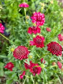 Scabiosa Atropurpurea, Red