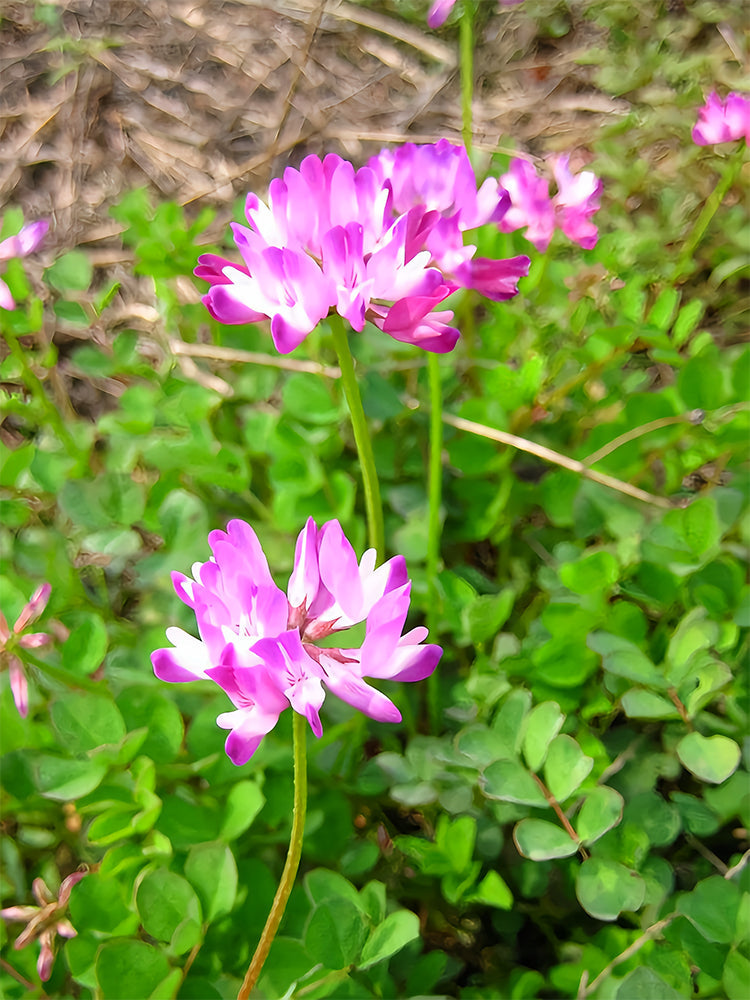 Chinese Milk Vetch