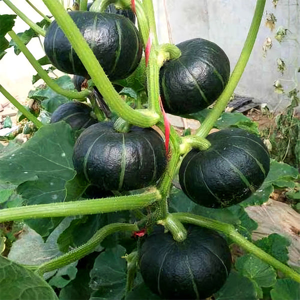 'Green Baby' Small Pumpkin Seeds
