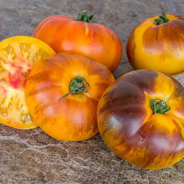 944 P20 Beauty King Tomato, 5 Seeds
