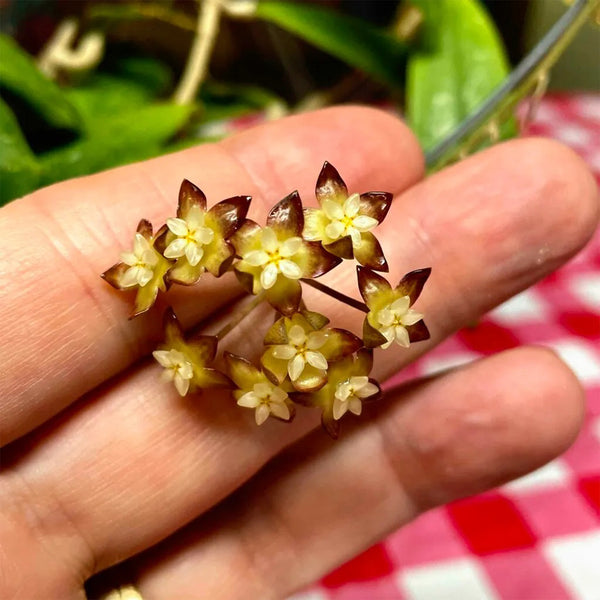 Hoya rigidifolia, 4 Cuttings