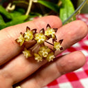 Hoya rigidifolia, 4 Cuttings