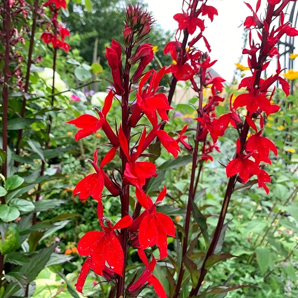 'Queen Victoria' Cardinal Flower, 10 Pelleted Seeds
