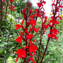 'Queen Victoria' Cardinal Flower, 10 Pelleted Seeds