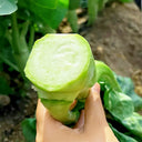 'Jiemei' Big-Stem Chinese Kale Seeds, 10g