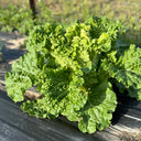 Early Royal Beijing Cabbage Seeds, 20g