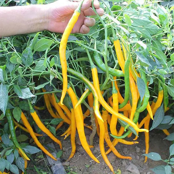 'Yellow La Mei' Long Chili Pepper Seeds, 2g
