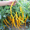 'Yellow La Mei' Long Chili Pepper Seeds, 2g