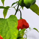 Bat Chili Seeds, 100 Seeds
