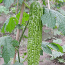 Green Dragon Bitter Melon Seeds, 5g