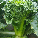 'Cuiqing 75' Qingmaye Chinese Cabbage Seeds, 4g