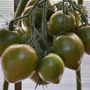 977 Malachite Elf Tomato, 5 Seeds