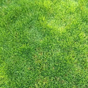Creeping Bentgrass Seeds, 30 Grams ≈ 6500 Seeds