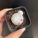 Mammillaria humboldtii, 2-3cm