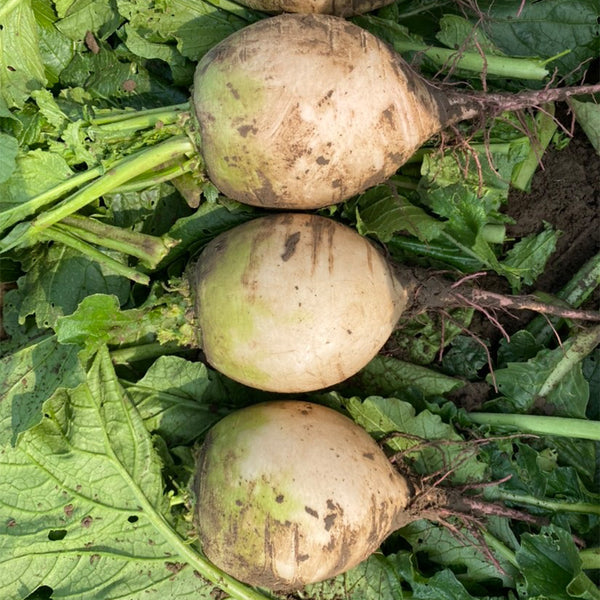 Xinlimei Radish, 50 Grams ≈ 5000 Seeds