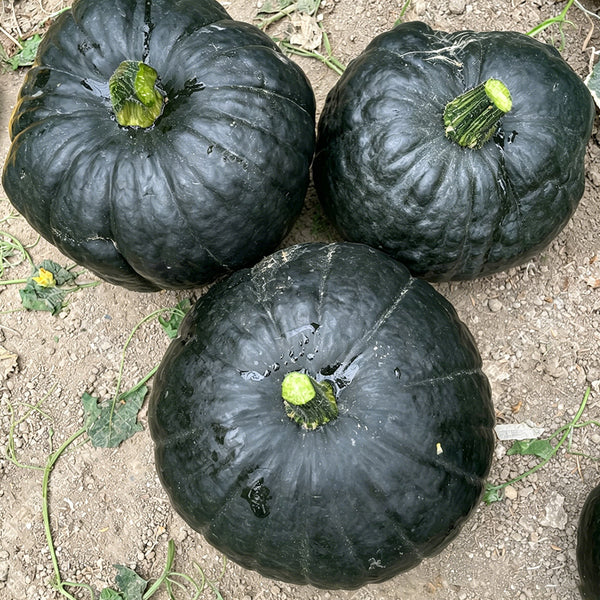 Sweet as Honey Pumpkin Seeds, 5g