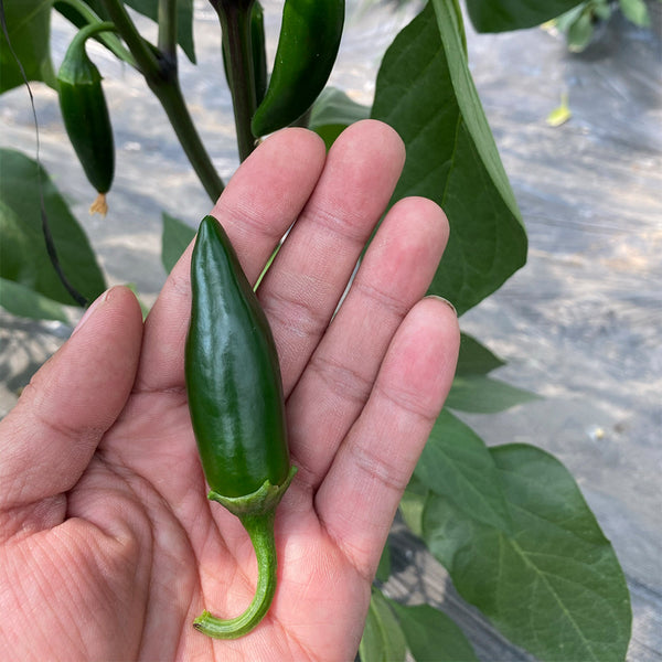 Heirloom Jalapeño Pepper, 10-20 Seeds