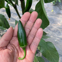 Heirloom Jalapeño Pepper, 10-20 Seeds
