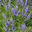 Hezhichun Spiked Speedwell Seeds, 1g