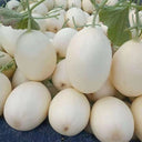 White Sweet Queen Melon Seeds, 50 Seeds