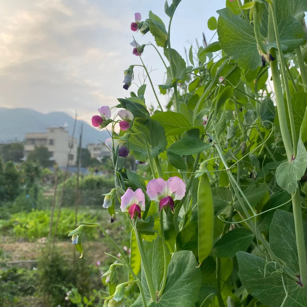 Red Flower Giant Glass Pod Pea Seeds, 30g