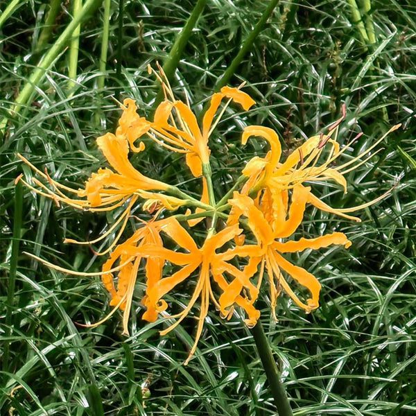 Golden Spider Lily, 3 Bulbs