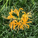 Golden Spider Lily, 3 Bulbs