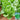 Green Peacock Lettuce Seeds, 3g