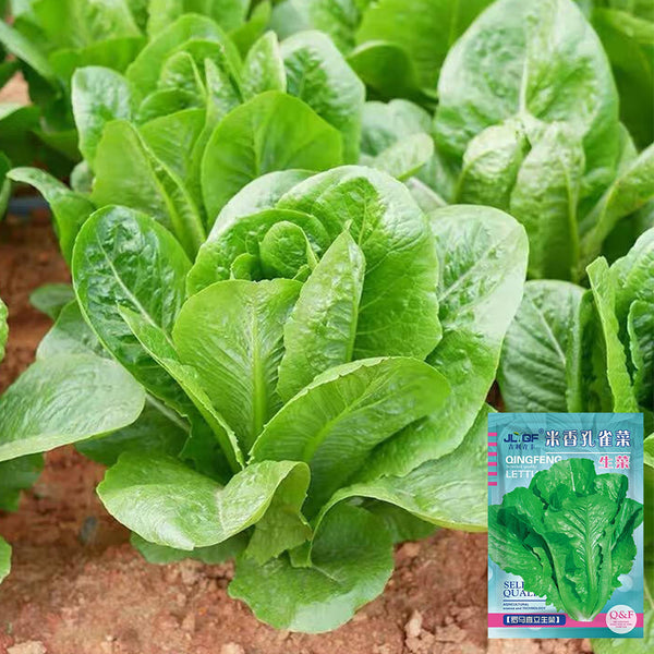 Green Peacock Lettuce Seeds, 3g