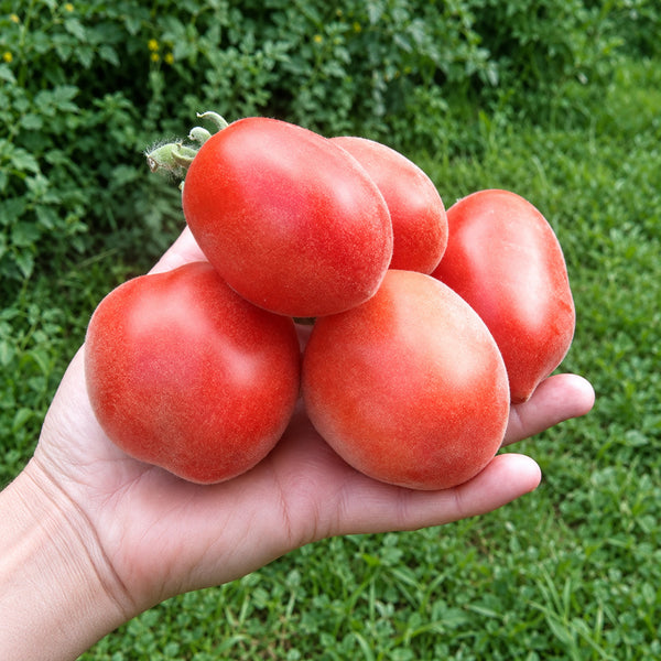 350 Scheherazade Woolly Tomato, 5 Seeds