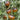 690 King Blue Tomato, 5 Seeds