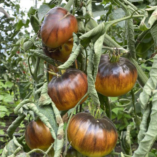 690 King Blue Tomato, 5 Seeds