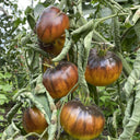 690 King Blue Tomato, 5 Seeds
